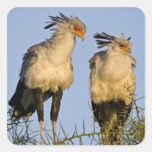 Afrika. Tansania Secretary Birds at Ndutu Quadratischer Aufkleber