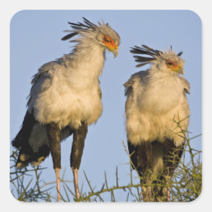Afrika. Tansania Secretary Birds at Ndutu Quadratischer Aufkleber