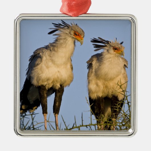 Afrika. Tansania Secretary Birds at Ndutu Silbernes Ornament (Vorne)