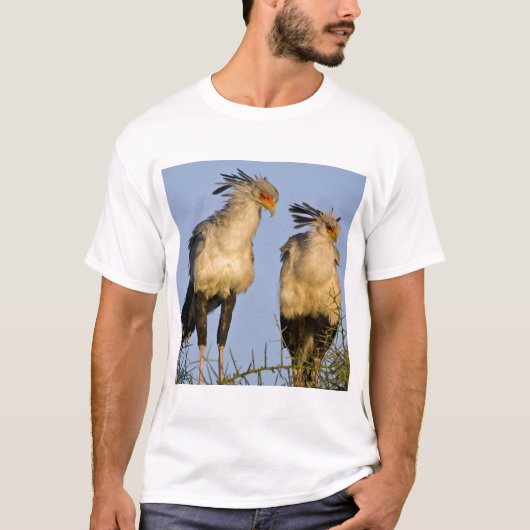 Afrika. Tansania Secretary Birds at Ndutu T-Shirt (Vorderseite)