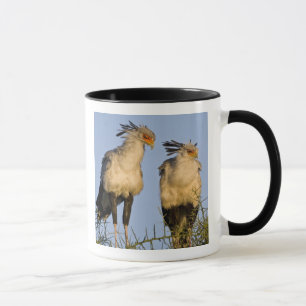 Afrika. Tansania. Sekretärvögel bei Ndutu Tasse