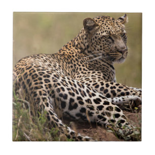 Afrika, Tansania, Serengeti. Leopard Fliese