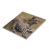 Afrika, Tansania, Serengeti. Leopard Fliese (Seite)