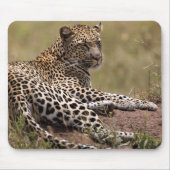 Afrika, Tansania, Serengeti. Leopard Mousepad (Vorne)