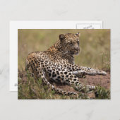 Afrika, Tansania, Serengeti. Leopard Postkarte (Vorne/Hinten)