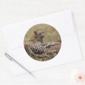 Afrika, Tansania, Serengeti. Leopard Runder Aufkleber (Umschlag)