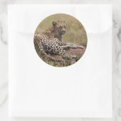 Afrika, Tansania, Serengeti. Leopard Runder Aufkleber (Tasche)