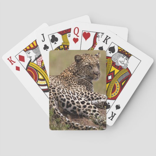 Afrika, Tansania, Serengeti. Leopard Spielkarten (Rückseite)
