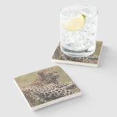 Afrika, Tansania, Serengeti. Leopard Steinuntersetzer (Seitenansicht)
