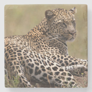 Afrika, Tansania, Serengeti. Leopard Steinuntersetzer