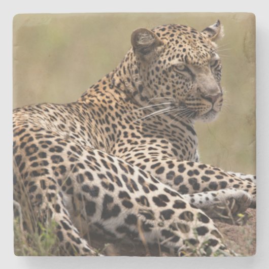 Afrika, Tansania, Serengeti. Leopard Steinuntersetzer (Vorderseite)