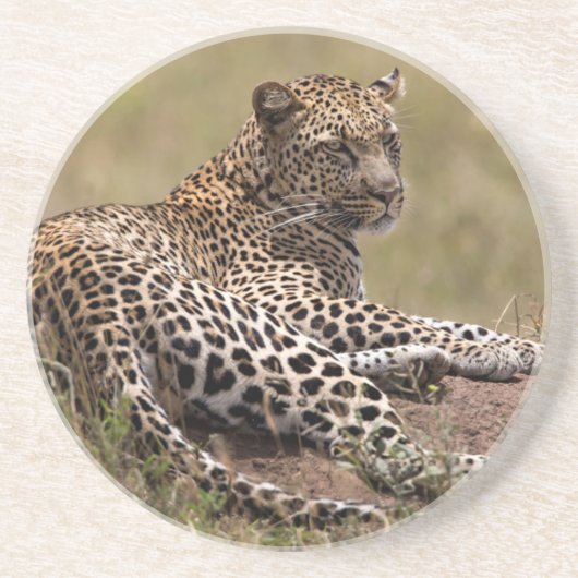 Afrika, Tansania, Serengeti. Leopard Untersetzer (Vorne)