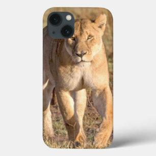Afrika, Tansania, Serengeti. Löwe und Löwin Case-Mate iPhone Hülle
