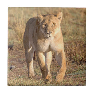 Afrika, Tansania, Serengeti. Löwe und Löwin Fliese