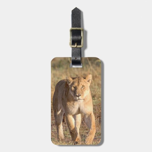 Afrika, Tansania, Serengeti. Löwe und Löwin Gepäckanhänger (Vorderseite vertikal)