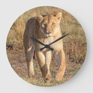 Afrika, Tansania, Serengeti. Löwe und Löwin Große Wanduhr