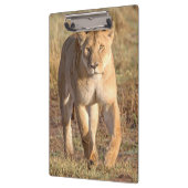 Afrika, Tansania, Serengeti. Löwe und Löwin Klemmbrett (Links)