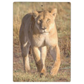 Afrika, Tansania, Serengeti. Löwe und Löwin Klemmbrett (Rückseite)