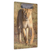 Afrika, Tansania, Serengeti. Löwe und Löwin Klemmbrett (Rechts)