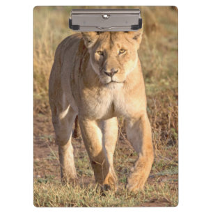 Afrika, Tansania, Serengeti. Löwe und Löwin Klemmbrett