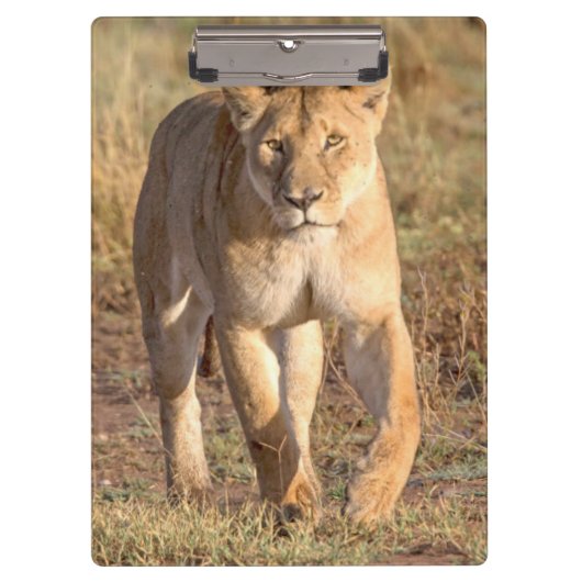 Afrika, Tansania, Serengeti. Löwe und Löwin Klemmbrett (Vorderseite)