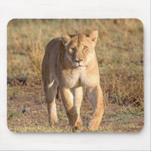 Afrika, Tansania, Serengeti. Löwe und Löwin Mousepad