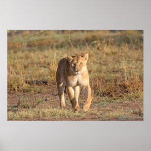 Afrika, Tansania, Serengeti. Löwe und Löwin Poster