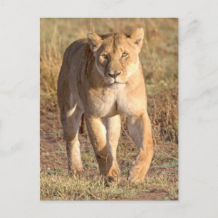 Afrika, Tansania, Serengeti. Löwe und Löwin Postkarte