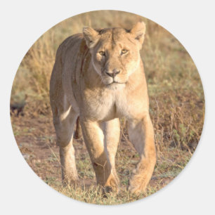 Afrika, Tansania, Serengeti. Löwe und Löwin Runder Aufkleber