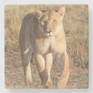 Afrika, Tansania, Serengeti. Löwe und Löwin Steinuntersetzer
