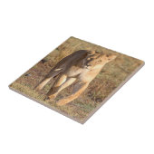 Afrika, Tansania, Serengeti. Löwen und Löwen Fliese (Seite)