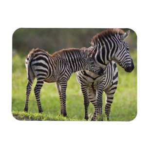 Afrika. Tansania. Steppenzebra-Mutter und -Baby Magnet