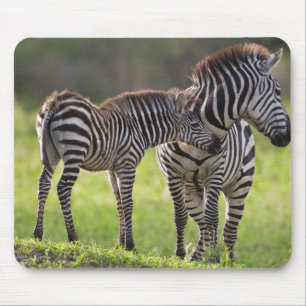 Afrika. Tansania. Steppenzebra-Mutter und -Baby Mousepad