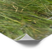 Afrika. Tansania Sturk von Male Saddle auf Poster (Ecke)