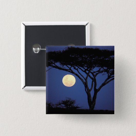 Afrika, Tansania, Tarangire. Akazienbaum Button (Vorne & Hinten)