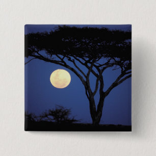 Afrika, Tansania, Tarangire. Akazienbaum in Button