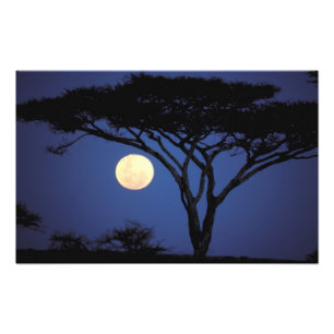 Afrika, Tansania, Tarangire. Akazienbaum in Fotodruck