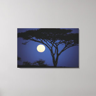 Afrika, Tansania, Tarangire. Akazienbaum in Leinwanddruck