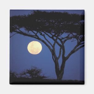 Afrika, Tansania, Tarangire. Akazienbaum in Magnet