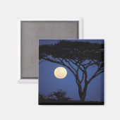 Afrika, Tansania, Tarangire. Akazienbaum Magnet (Vorderseite/Rückseite)