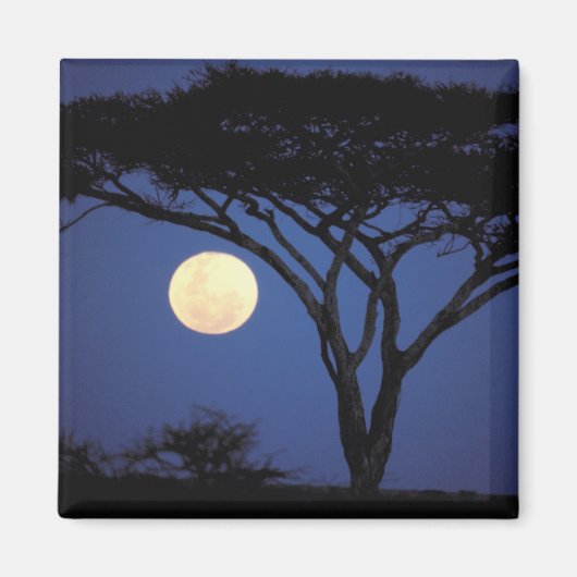 Afrika, Tansania, Tarangire. Akazienbaum Magnet (Vorne)