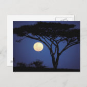 Afrika, Tansania, Tarangire. Akazienbaum Postkarte (Vorne/Hinten)