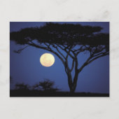 Afrika, Tansania, Tarangire. Akazienbaum Postkarte (Vorderseite)