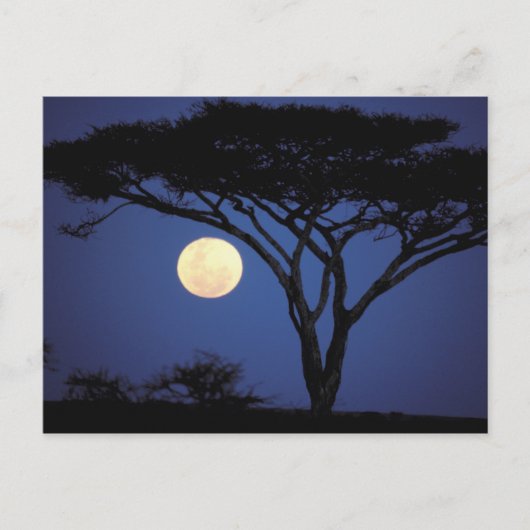 Afrika, Tansania, Tarangire. Akazienbaum Postkarte (Vorderseite)