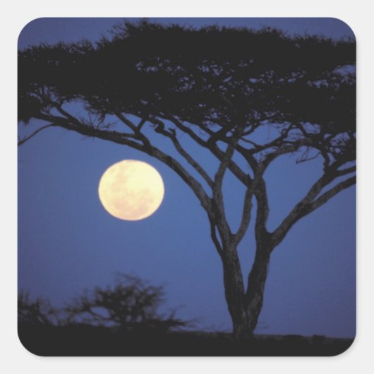 Afrika, Tansania, Tarangire. Akazienbaum Quadratischer Aufkleber (Vorderseite)
