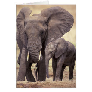Afrika, Tansania, Tarangire-Nationalpark. 2