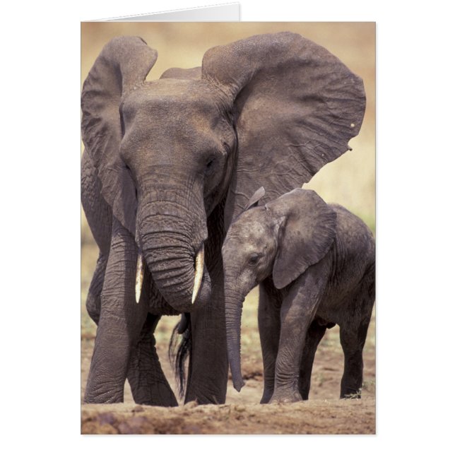 Afrika, Tansania, Tarangire-Nationalpark. 2 (Vorne)