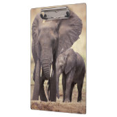 Afrika, Tansania, Tarangire-Nationalpark. 2 Klemmbrett (Links)