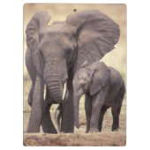 Afrika, Tansania, Tarangire-Nationalpark. 2 Klemmbrett (Rückseite)