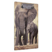 Afrika, Tansania, Tarangire-Nationalpark. 2 Klemmbrett (Rechts)